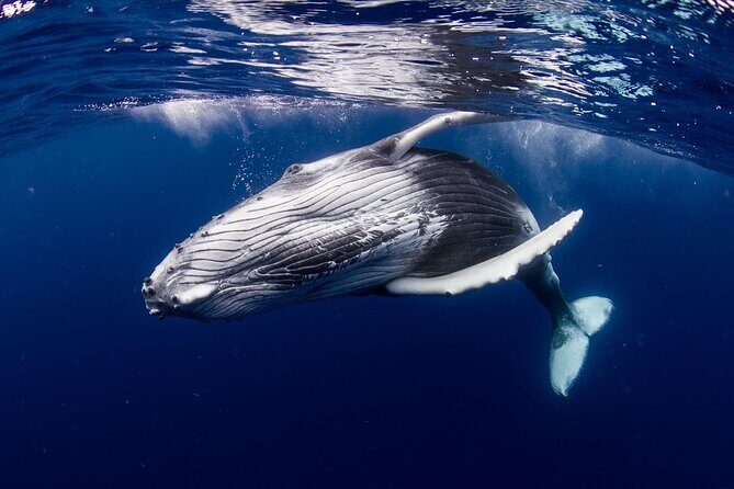 Private tour observing and swimming with humpback whales in Moorea - Discovering Moorea’s Marine Life on a Private Boat Tour