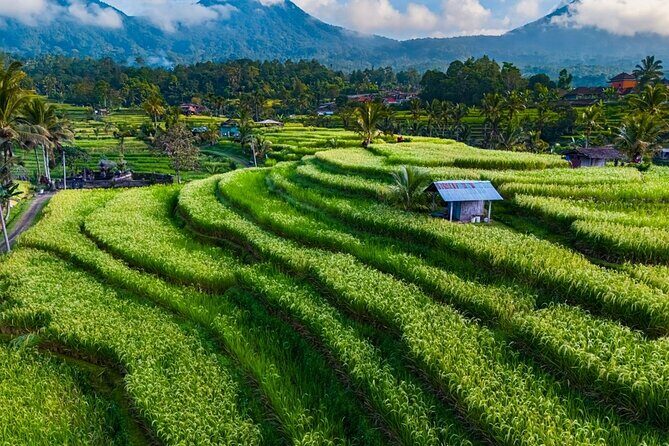 Private Tour of Balis Temples, Rice Terraces & Villages - A Day in Bali’s Highlands: What You Can Expect