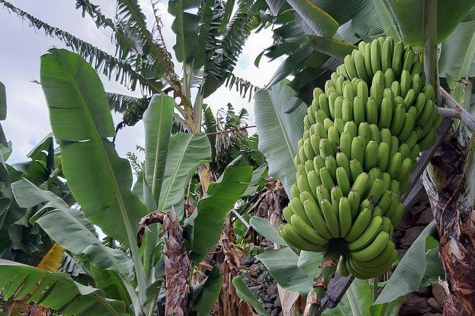 private-tour-of-banana-farm-from-funchal