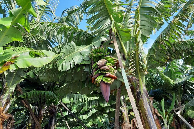 private-tour-of-banana-farm-from-funchal