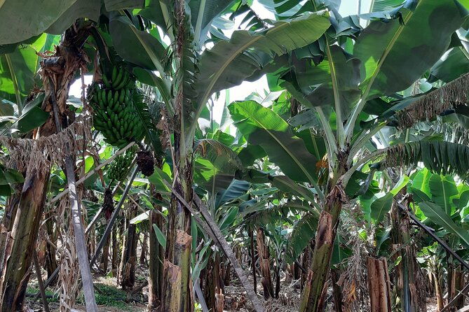 private-tour-of-banana-farm-from-funchal