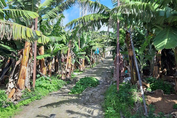 private-tour-of-banana-farm-from-funchal