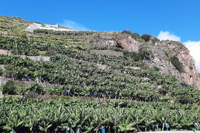 private-tour-of-banana-farm-from-funchal