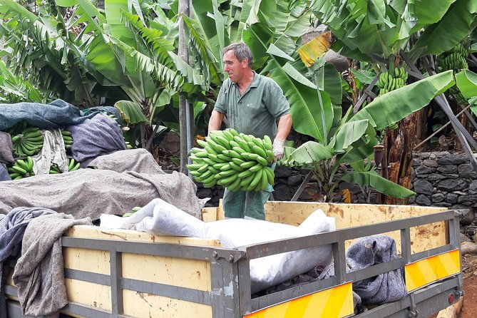 private-tour-of-banana-farm-from-funchal