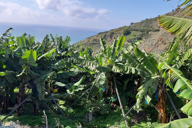 private-tour-of-banana-farm-from-funchal