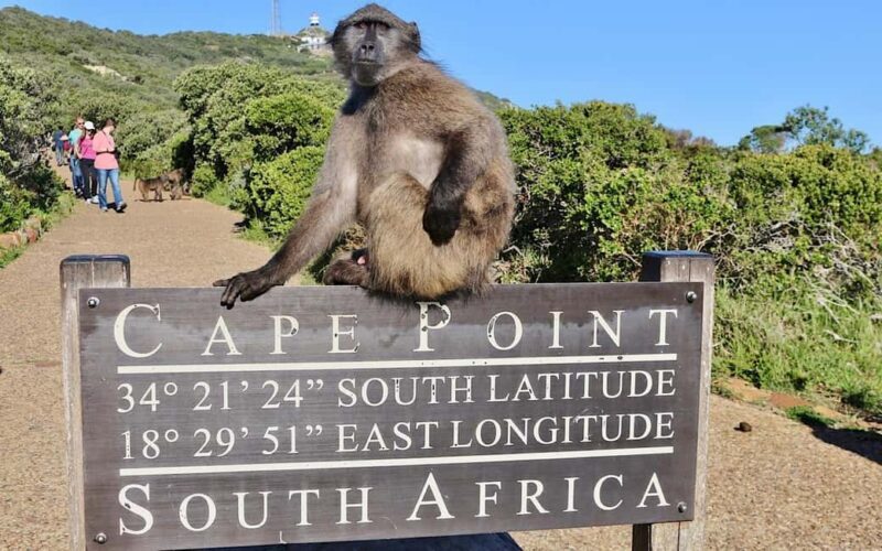 Private Tour of Cape Town Highlights and Table Mountain - Practical Tips and Considerations