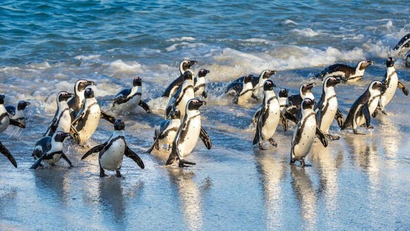 Private Tour of Cape Town Highlights and Table Mountain - FAQ