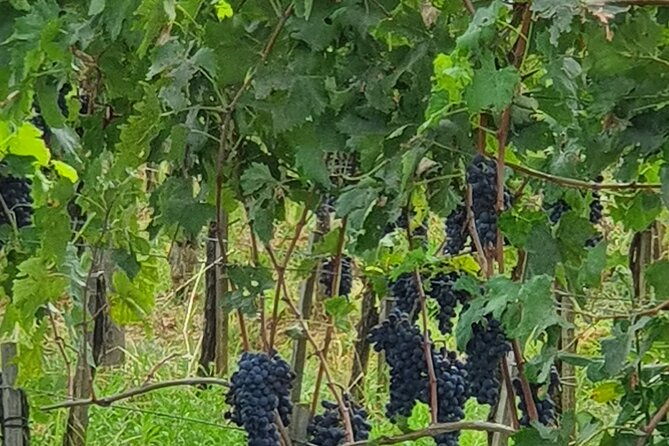 private-tour-of-chianti-siena-and-san-gimignano-by-minivan