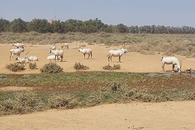 Private Tour of Desert Castles Eastern Jordan with optional Azraq Wetland Visit - Why Choose This Tour?