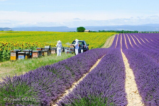 private-tour-of-gorges-of-verdon-and-fields-of-lavender-in-nice-2