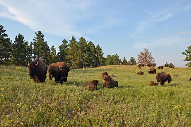 Private Tour of Mount Rushmore, Crazy Horse and Custer State Park - Why Choose This Tour?