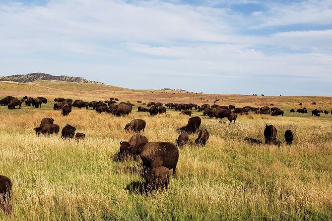Private Tour of Mount Rushmore, Crazy Horse and Custer State Park - FAQ