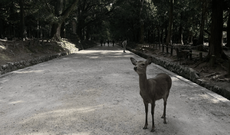 private-tour-of-nara-with-an-english-spanish-speaking-guide