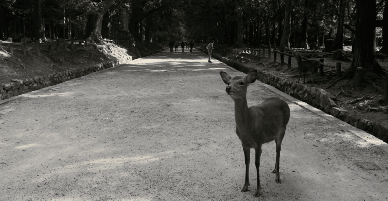 private-tour-of-nara-with-an-english-spanish-speaking-guide