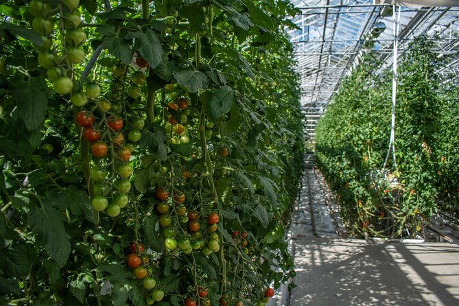 private-tour-of-the-golden-circle-with-farm-visits-in-iceland-2