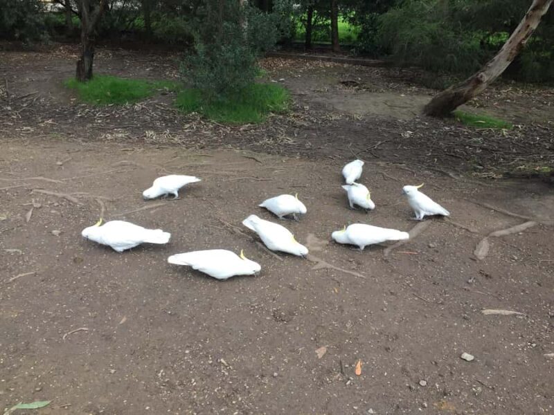 Private Tour of the Great Ocean Road & 12 Apostles - Potential Drawbacks or Considerations