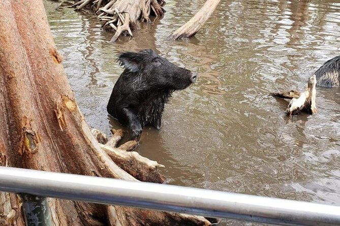 private-tour-of-the-honey-island-swamp