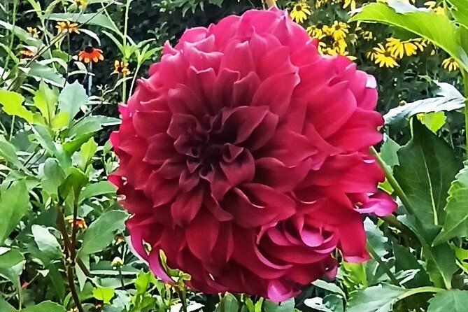 private-tour-of-the-monet-house-in-giverny-from-paris-or-rouen