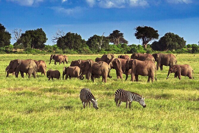 Private Tour of Tsavo East National Park from Mombasa - Key Points  