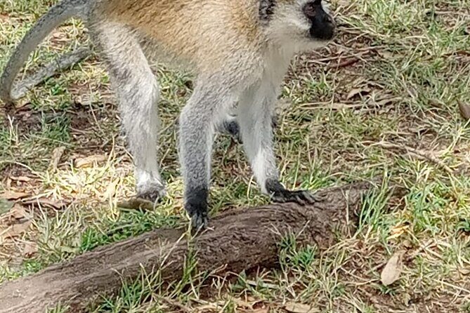 Private Tour of Tsavo East National Park from Mombasa - Who Is This Tour Best For?