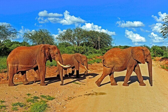 Private Tour of Tsavo East National Park from Mombasa - FAQ