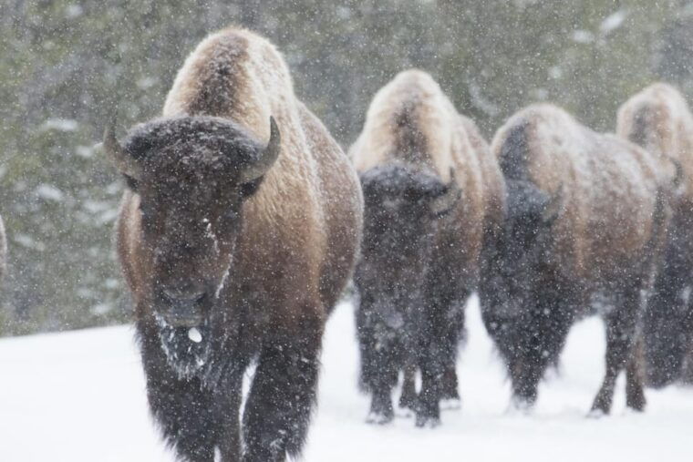 private-tour-of-yellowstone-national-park
