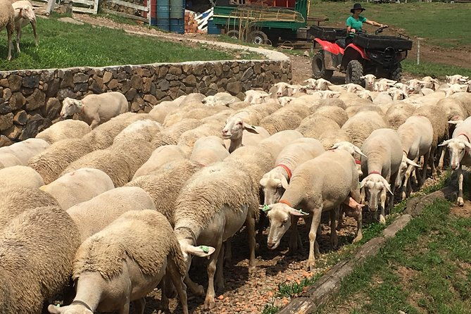 private-tour-on-caminhos-de-pedra-in-bento-goncalves-rs