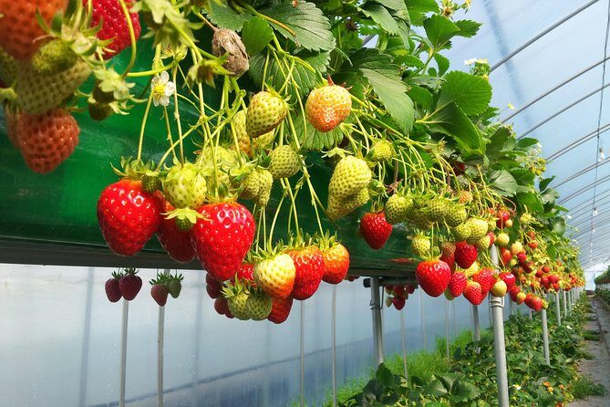 [Private Tour] Organic Strawberry Farm & Nami Island & Petite France - Who Will Love This Tour?