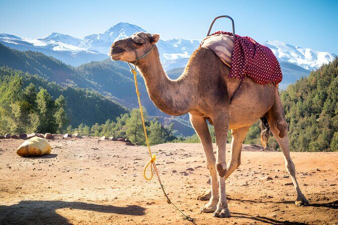 Private Tour Ourika Valley & Atlas Mountains - FAQs
