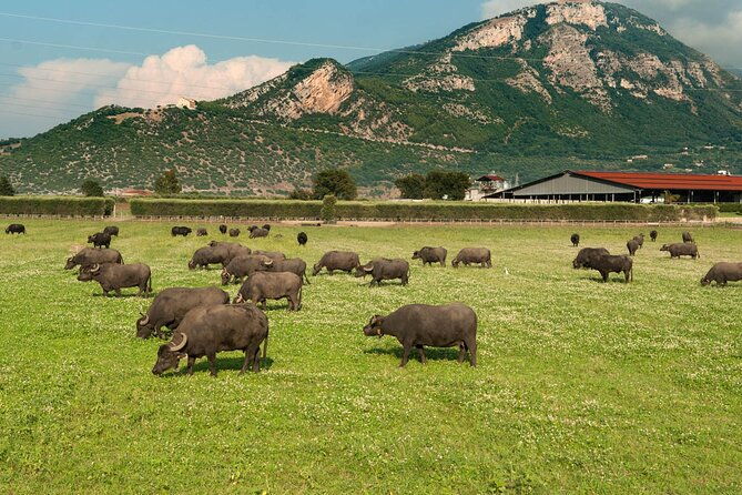 private-tour-paestum-mozzarella-bufala-guided-tour-and-lunch