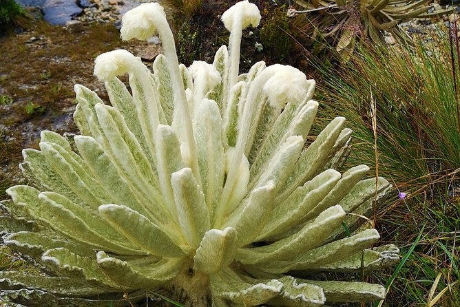 private-tour-paramo-de-santurban-nature