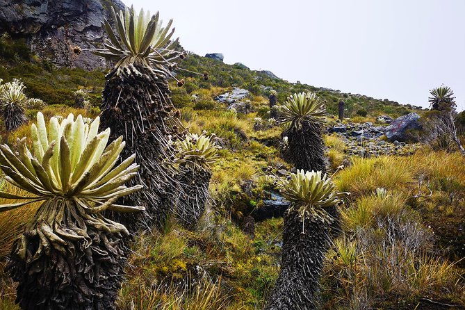private-tour-paramo-de-santurban-nature
