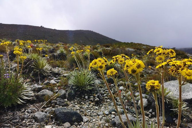 private-tour-paramo-de-santurban-nature