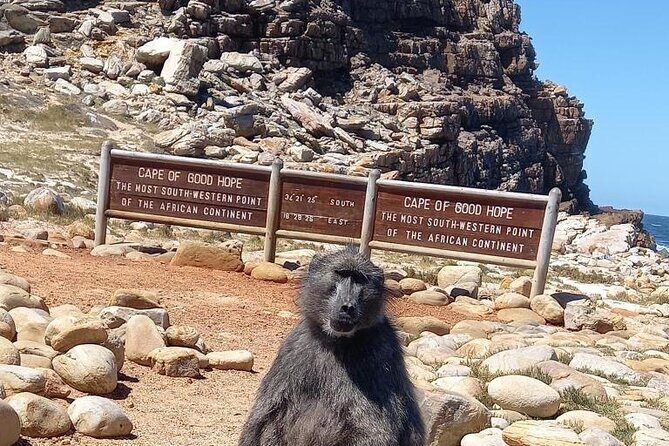 Private Tour: Penguins, Cape Point and Cape of Good Hope - Key Points  