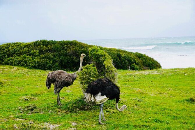 Private Tour: Penguins, Cape Point and Cape of Good Hope - A Detailed Look at the Tour Itinerary