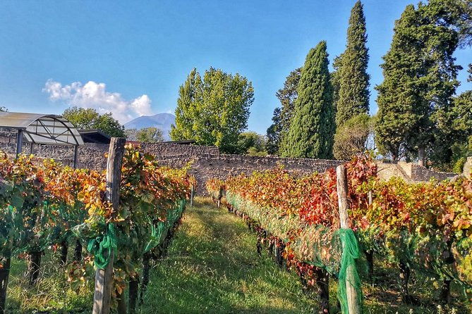 private-tour-pompeii-wine-tasting-at-the-slopes-of-mt-vesuvius