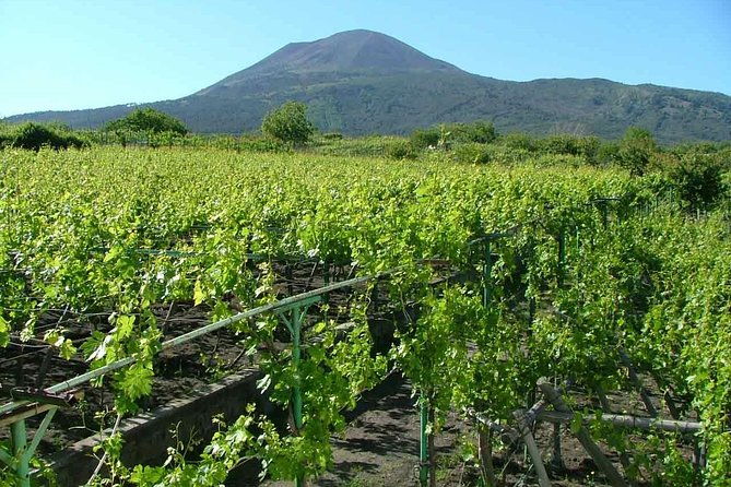 private-tour-pompeii-wine-tasting-at-the-slopes-of-mt-vesuvius