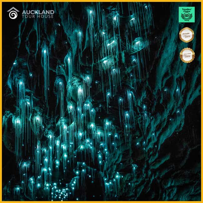 Private Tour: Private Tour: Waitomo Caves (Flexible) - The Value of the Experience