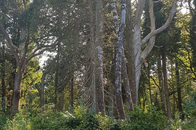 private-tour-ring-of-beara-from-kenmare