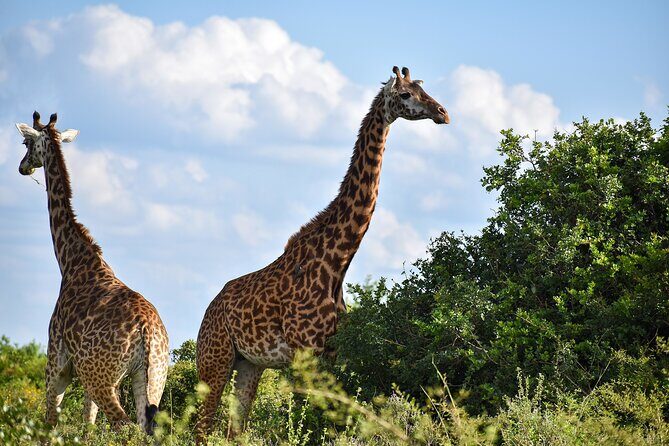 Private Tour Safari To Nairobi National Park - Key Points