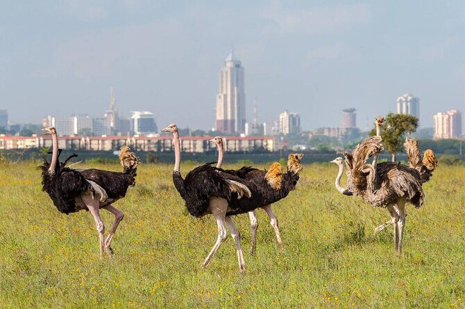 Private Tour Safari To Nairobi National Park - What Is the Nairobi National Park Safari Like?