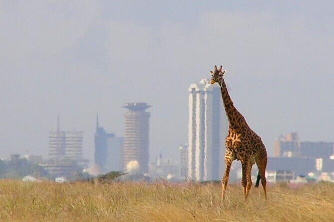 Private Tour Safari To Nairobi National Park - Insights from Reviews