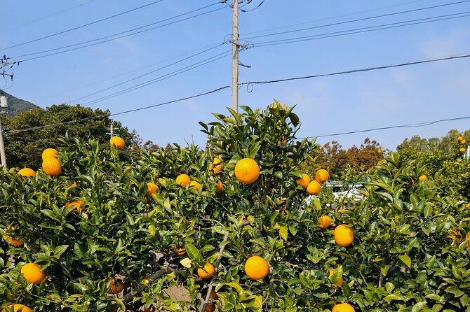 private-tour-south-and-west-jeju-island-with-experienced-driver