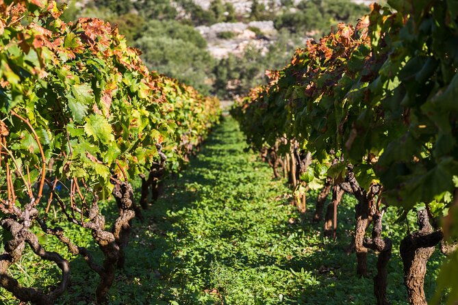private-tour-ston-and-peljesac-peninsula-day-trip-with-wine-tasting