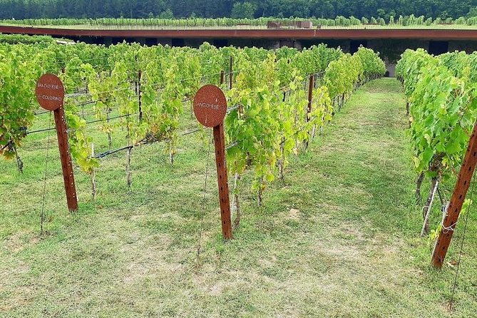 private-tour-sweet-hills-of-chianti-and-san-gimignano-with-lunch-2-tastings