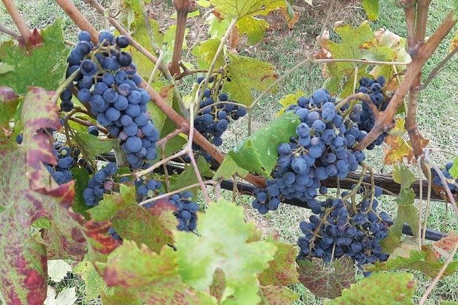 private-tour-sweet-hills-of-chianti-and-san-gimignano-with-lunch-2-tastings