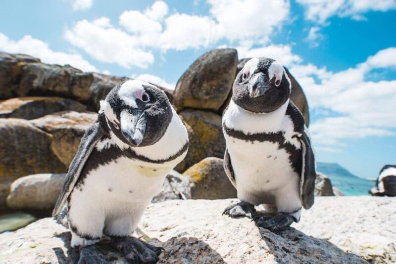 Private tour, Swim with Penguins at Boulders Beach - An Introduction to the Experience