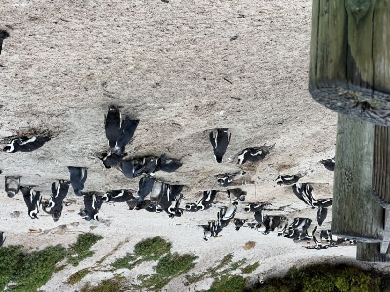 Private tour, Swim with Penguins at Boulders Beach - Who Is This Tour Best For?