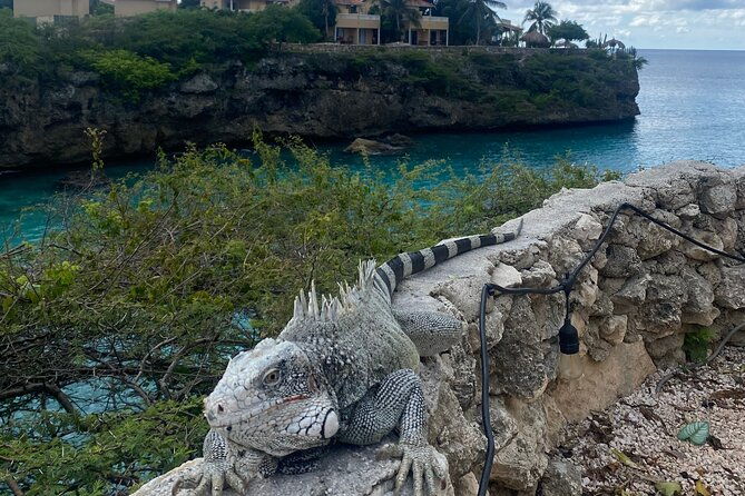 private-tour-swim-with-turtles-and-beachhop-the-westcoast