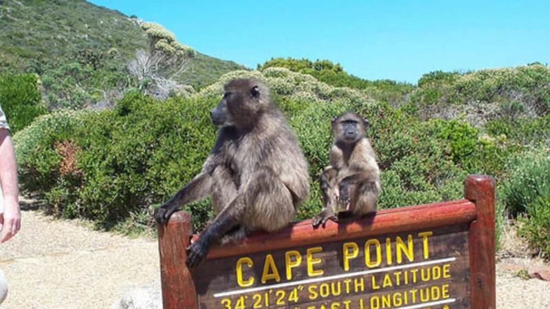 Private Tour: Table Mountain, Penguins Colony & Cape Of Good - Final Thoughts